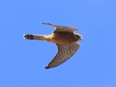 Canarische Torenvalk - Canary Kestrel