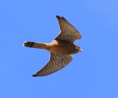 Canarische Torenvalk - Canary Kestrel