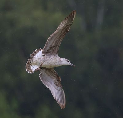 Geelpootmeeuw - Mediterranean Yellow-legged Gull