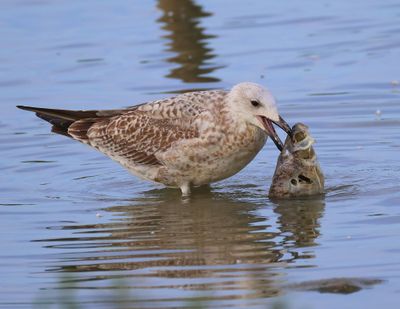 Geelpootmeeuw - Mediterranean Yellow-legged Gull