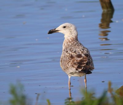 Geelpootmeeuw - Mediterranean Yellow-legged Gull