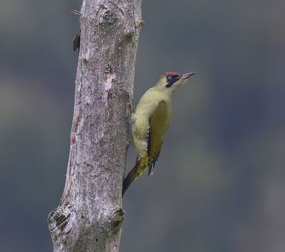 Groene Specht - European Green Woodpecker