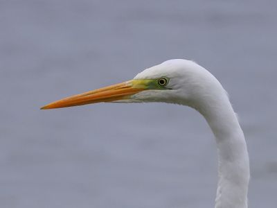 Grote Zilverreiger - Great Egret
