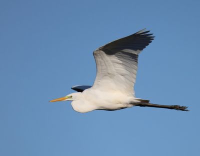 Grote Zilverreiger - Great Egret