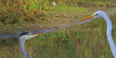 Grote Zilverreiger - Great Egret