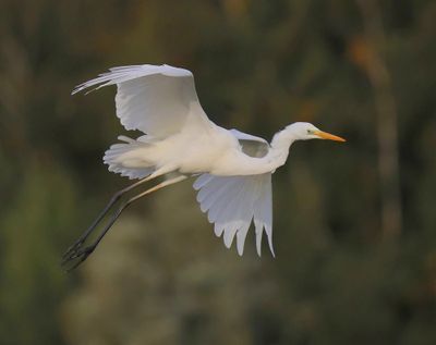Grote Zilverreiger - Great Egret