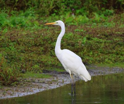 Grote Zilverreiger - Great Egret