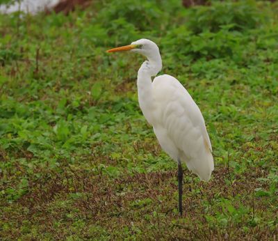 Grote Zilverreiger - Great Egret