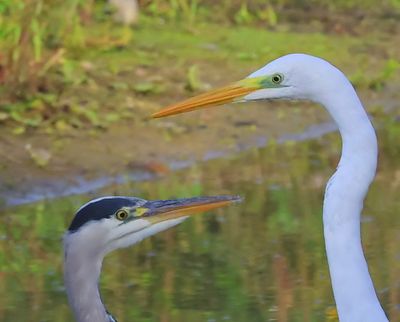 Grote Zilverreiger - Great Egret