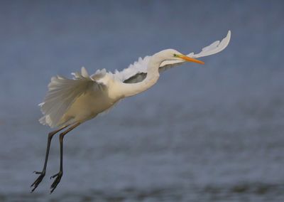 Grote Zilverreiger - Great Egret