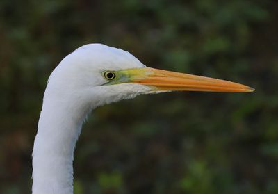 Grote Zilverreiger - Great Egret