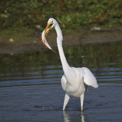 Grote Zilverreiger - Great Egret