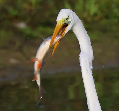Grote Zilverreiger - Great Egret