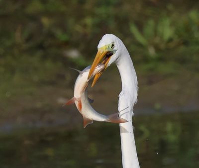 Grote Zilverreiger - Great Egret