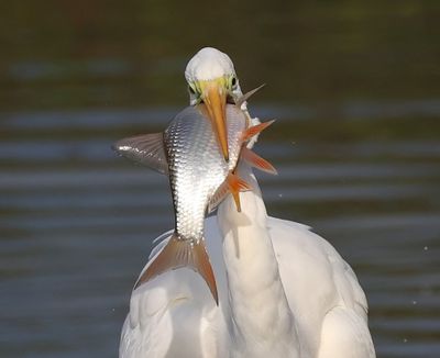 Grote Zilverreiger - Great Egret