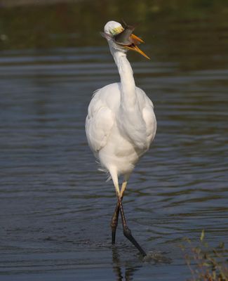 Grote Zilverreiger - Great Egret