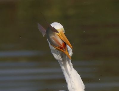 Grote Zilverreiger - Great Egret