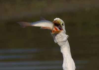 Grote Zilverreiger - Great Egret