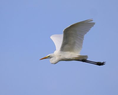 Grote Zilverreiger - Great Egret