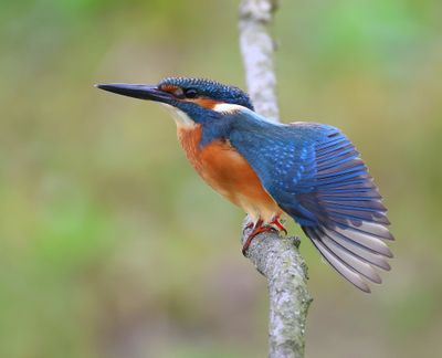 IJsvogel - Common Kingfisher