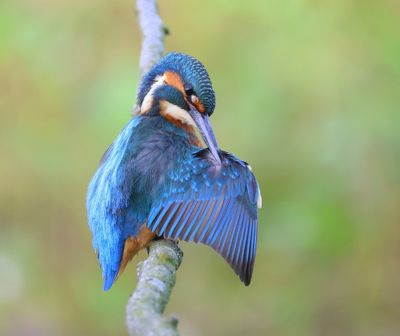 IJsvogel - Common Kingfisher