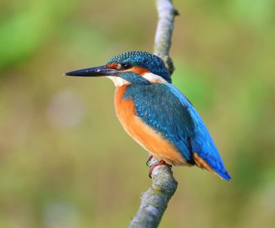 IJsvogel - Common Kingfisher
