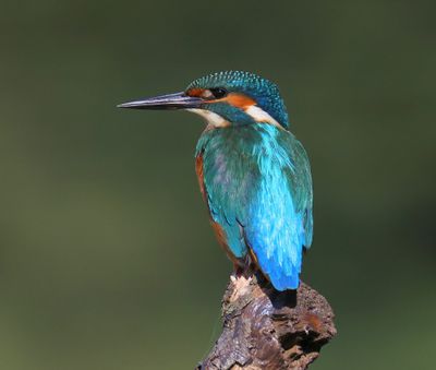 IJsvogel - Common Kingfisher