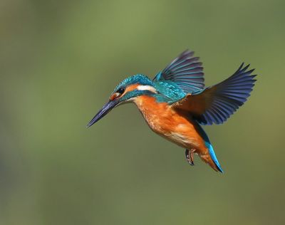 IJsvogel - Common Kingfisher