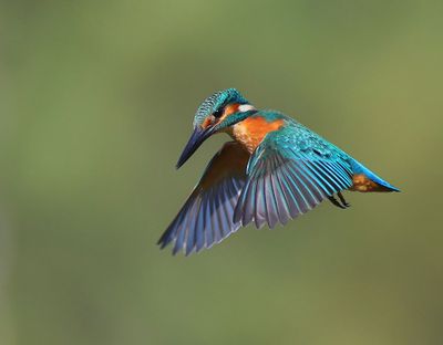 IJsvogel - Common Kingfisher