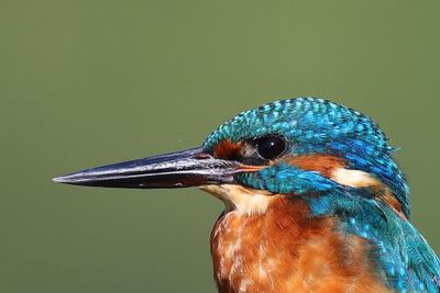 IJsvogel - Common Kingfisher