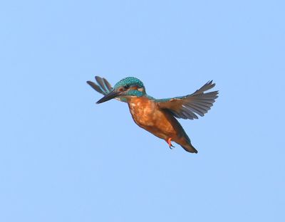 IJsvogel - Common Kingfisher