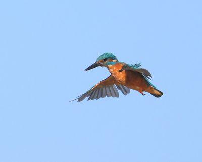 IJsvogel - Common Kingfisher