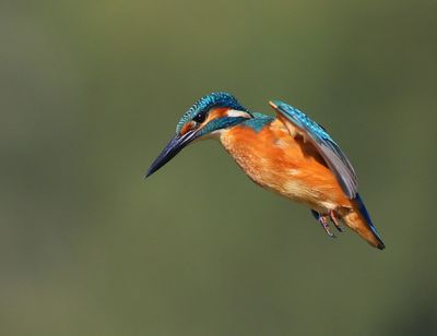 IJsvogel - Common Kingfisher