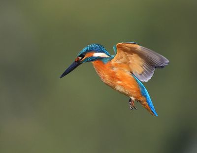 IJsvogel - Common Kingfisher