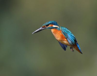IJsvogel - Common Kingfisher