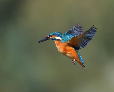 IJsvogel - Common Kingfisher