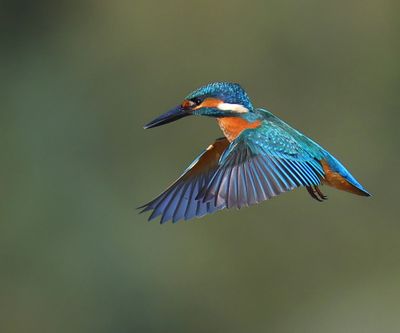 IJsvogel - Common Kingfisher