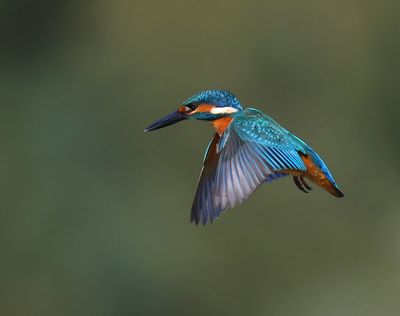 IJsvogel - Common Kingfisher