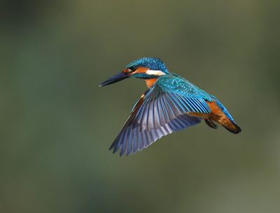 IJsvogel - Common Kingfisher