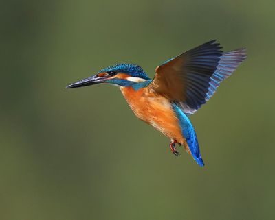 IJsvogel - Common Kingfisher