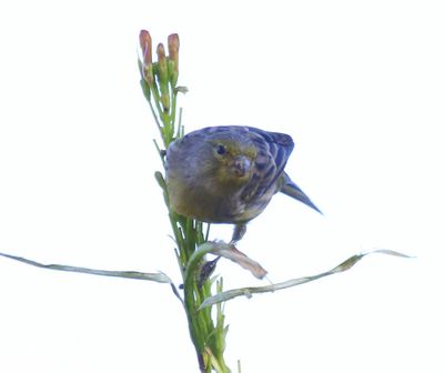 Kanarie - Atlantic Canary