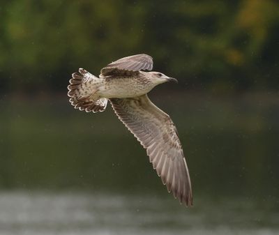 Kleine Mantelmeeuw - Lesser Black-backed Gull