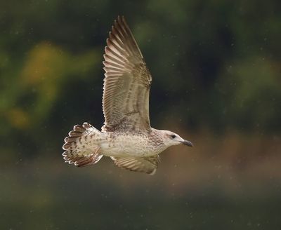 Kleine Mantelmeeuw - Lesser Black-backed Gull