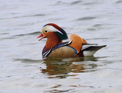 Mandarijneend - Mandarin Duck