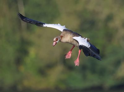 Nijlgans - Egyptian Goose