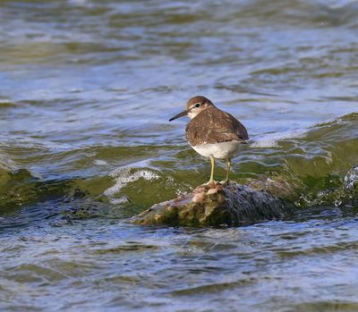 Oeverloper - Common Sandpiper