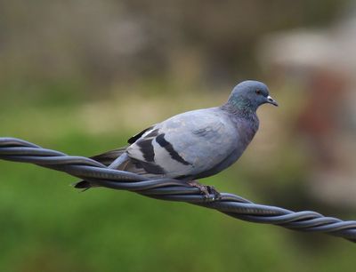Rotsduif - Rock Dove