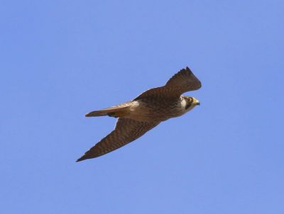 Slechtvalk - Perigrine Falcon