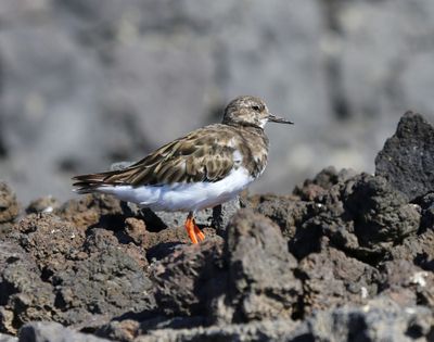 Steenloper - Ruddy Turnstone