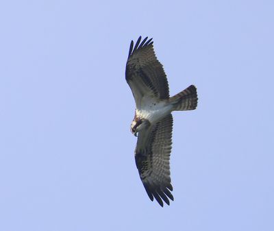 Visarend - Osprey